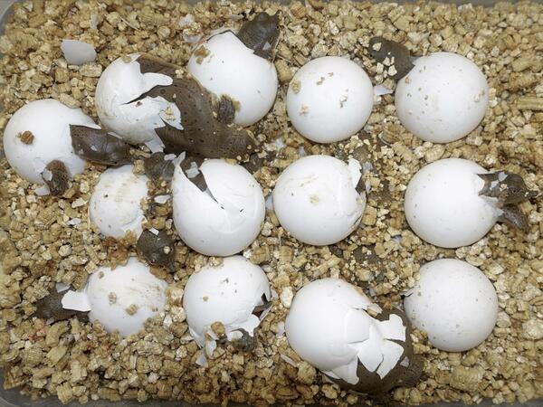 06_CSR_AisinCanada_Spiny Softshell Turtles hatching.JPG